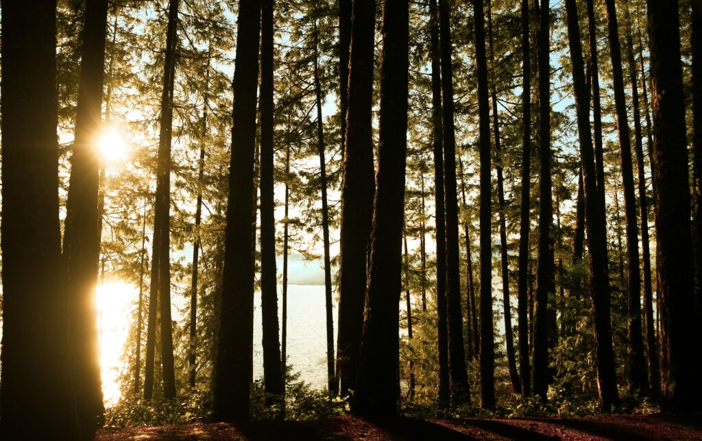 Sonnenlicht im Wald